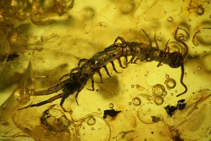 Detailed Fossil Centipede (Chilopoda) In Baltic Amber #128358